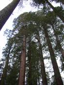 MSK Yosemite Tree