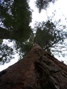 MSK Yosemite Tree 3