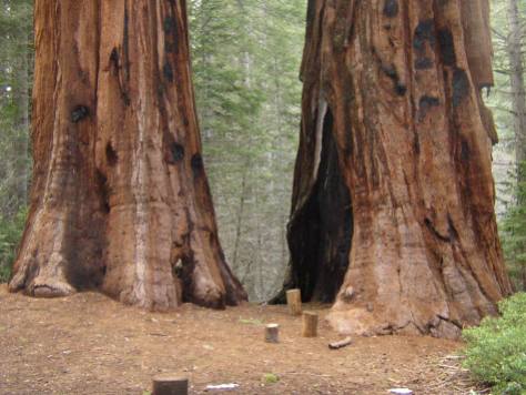MSK Yosemite Tree 5